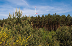 Mehr Wald durch Windparkbau